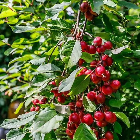 Couette-café Kleebergerhofke Malines