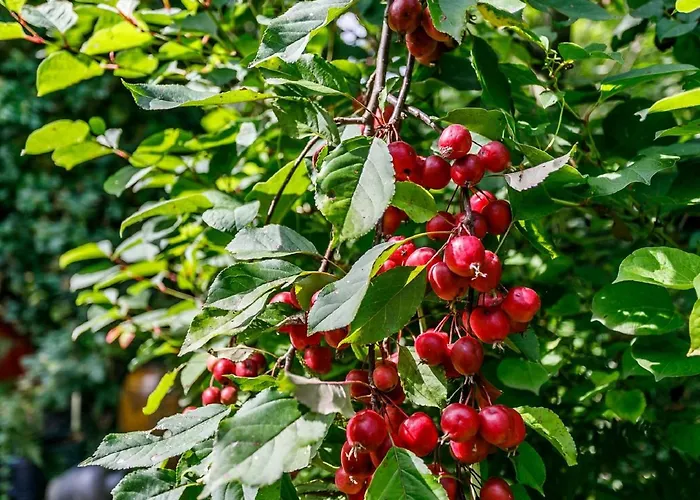 Bed & Breakfast Kleebergerhofke Mechelen