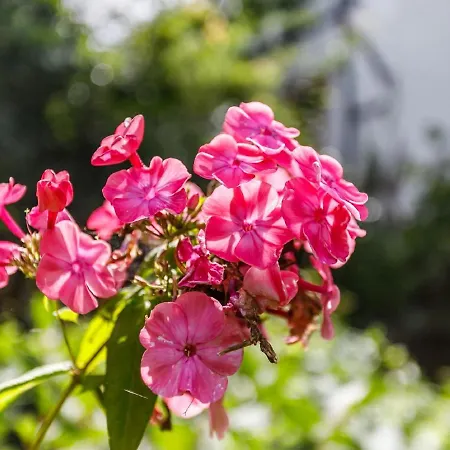 فندق مبيت وإفطار Kleebergerhofke